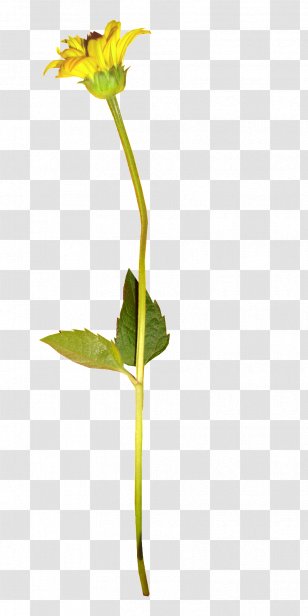 Flowering Plant Bud Flower - Flora - Internet Transparent PNG
