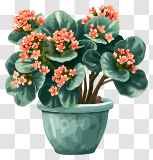 Kalanchoe Plant - Blooming Flower Pot Transparent PNG