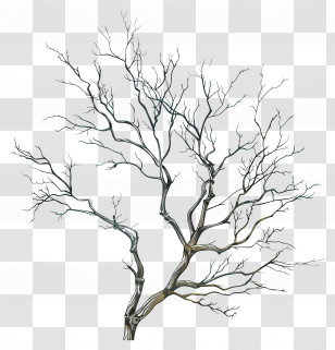 Bare Branches - Bare Tree With Realistic Branches Transparent PNG