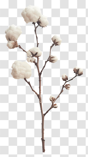 Fluffy Cotton Twig - Cotton Plant Branch With Bolls Transparent PNG
