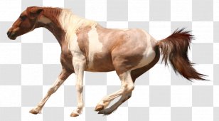 American Paint Horse Arabian Cream Draft Appaloosa Mustang Transparent PNG