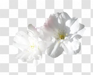 Cut Flowers Animation - Lighthouse Christmas - Jasmin Flower Transparent PNG