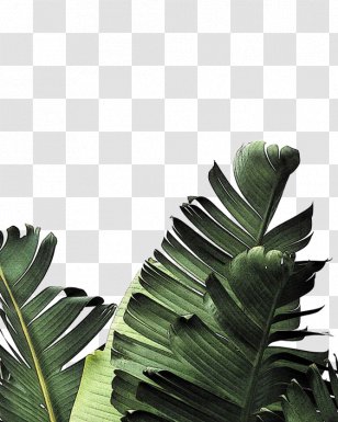Banana Leaf Frond Palm-leaf Manuscript - Photography - Creative Green Leaves Transparent PNG