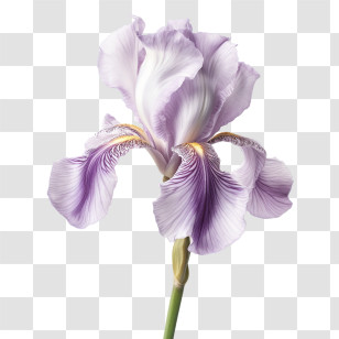 Iris Flower - Elegant Purple Iris Flower Illustration Transparent PNG