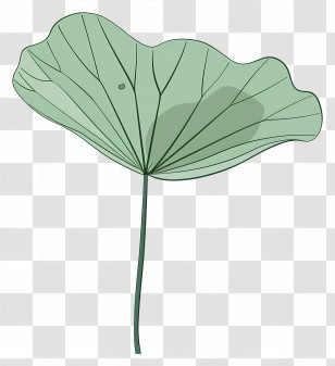 Lotus Leaf - Illustration Of Green Lotus Leaf Transparent PNG