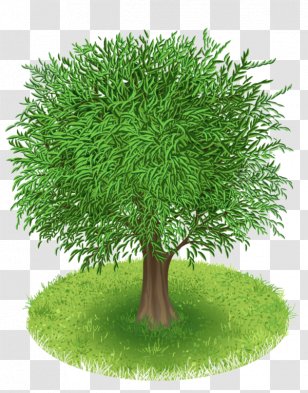 Fruit Tree Blossom Clip Art - Branch Transparent PNG