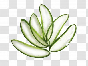 Aloe Vera Lipstick Cosmetics Gel - Vegetable - Sheet Transparent PNG