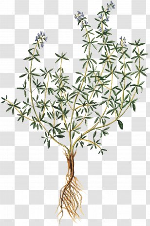 Thymes Herb Drawing Art - Vintage - Thyme Transparent PNG