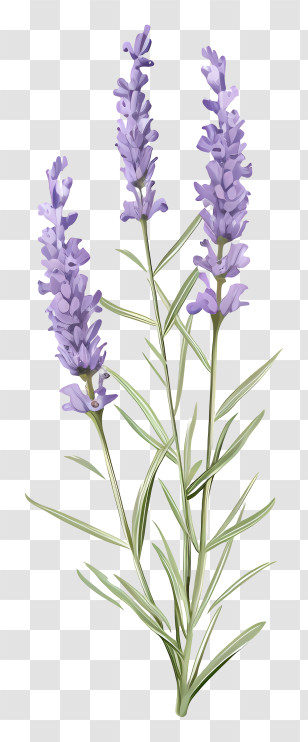 Lavender Flowers - Lavender Plant Illustration With Purple Flowers Transparent PNG