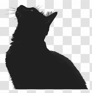 Cat Silhouette - Silhouette Of A Black Cat Transparent PNG