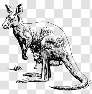 Koala Kangaroo Drawing Clip Art - Tree Transparent PNG