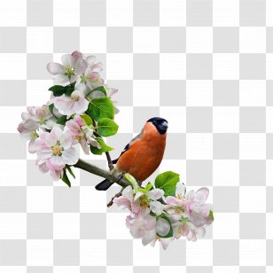 Shia Islam Reappearance Of Muhammad Al-Mahdi Theme - Bird - Tree-bird Transparent PNG