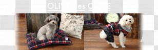 Dog Shoe Tartan Bridle Rein Transparent PNG