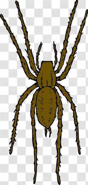 Brown Recluse Spider Clip Art - Invertebrate - Monkey Pictures Free Transparent PNG
