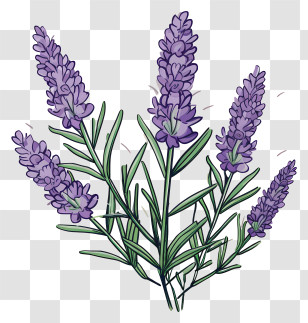 Lavender Flowers - Lavender Plant Illustration In Purple Transparent PNG