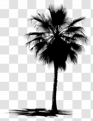 Palm Tree Silhouette - Silhouette Of A Tropical Palm Tree Scene Transparent PNG