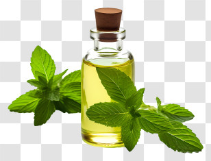 Essential Oil - Essential Oil Bottle With Fresh Mint Leaves Transparent PNG