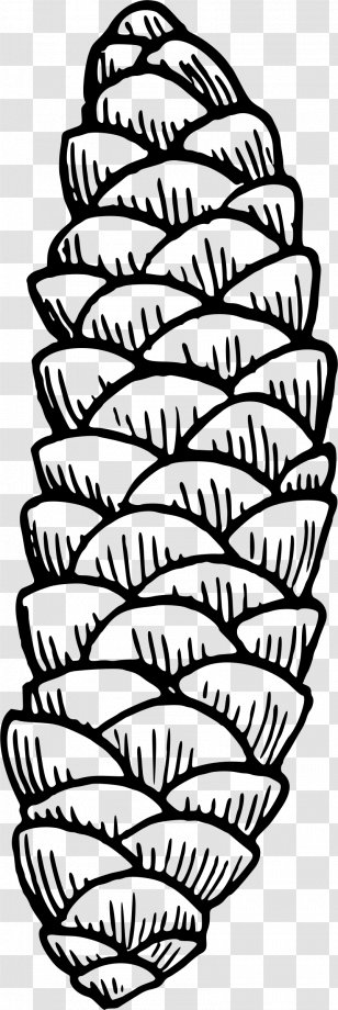 Monochrome Photography Clip Art - Symmetry - Pine Nuts Transparent PNG