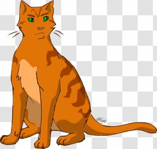Wildcat Mammal Whiskers Red Fox - Orange - Albatross Transparent PNG
