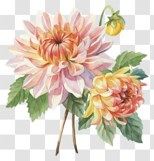 Pink Dahlia - Watercolor Artwork Of Dahlia Flowers Transparent PNG