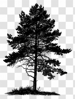 Pine Tree Silhouette - Black Silhouette Of A Tree Illustration Transparent PNG