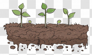 Growing Plant Seedlings - Small Green Seedlings Growing In Rich Soil Transparent PNG