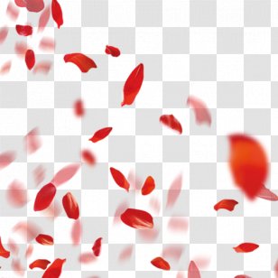 Petal - Flower - Falling Petals Transparent PNG