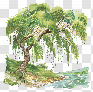 Willow Tree - Willow Tree By The River Transparent PNG