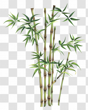 Bamboo - Green Bamboo Stalks With Leaves Transparent PNG