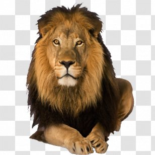 Lion Image Android Leopard - Carnivoran Transparent PNG