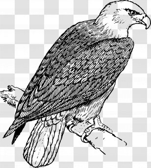 Bald Eagle Coloring Book Adult - Page Transparent PNG