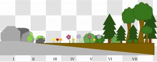 Primary Succession Secondary Ecological Ecology Soil - Tree - Rock Transparent PNG