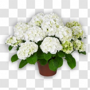 French Hydrangea Cut Flowers Floriculture - Floral Design - Flower Transparent PNG