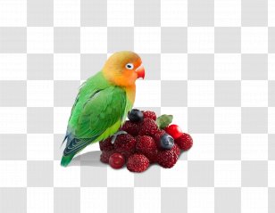 Parrot - Bird - Bayberry Transparent PNG