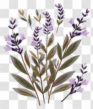 Lavender Flowers - Lavender Plant Illustration Transparent PNG