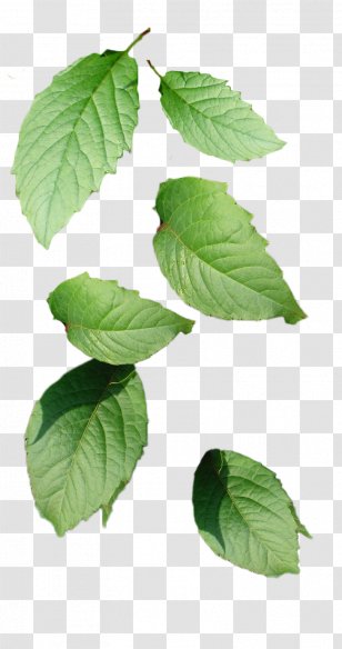 Adobe Photoshop Ð›Ð¸ÑÑ‚Ð¸ÐºÐ¸ (Funk-Rock Version) Photography Russian Language - Ð¼ÑÑ‚Ð° Transparent PNG