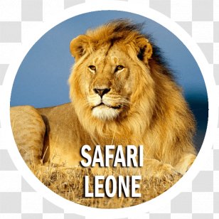 Lion England Serengeti National Park Antelope Wildlife Transparent PNG