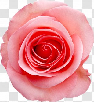 Rose Pink White Stock Photography - Close Up Transparent PNG