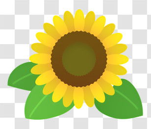 Sunflower - Sunflower With Bright Yellow Petals And Green Leaves Transparent PNG