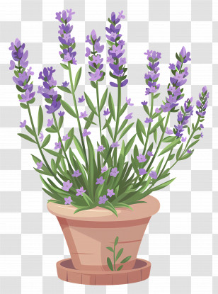 Garden Lavender - Lavender Plant In Decorative Pot Transparent PNG
