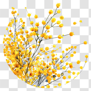 Mimosa Flowers - Yellow Flowers On Branch Transparent PNG