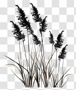Reed - Silhouette Of Reeds In Nature Transparent PNG