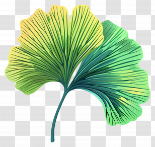 Ginkgo Leaf - Green And Yellow Ginkgo Leaf Artwork Transparent PNG