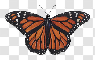 Monarch Butterfly - Orange And Black Butterfly Illustration Transparent PNG
