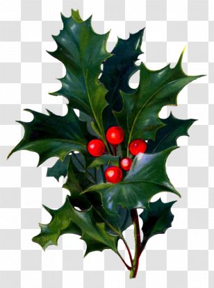 Christmas Card Birthday Wish Clip Art - Plant Transparent PNG
