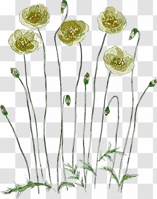 Plant Flower Pedicel Plant Stem Chamomile Transparent PNG