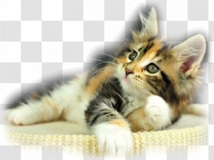 Kitten Maine Coon Dog Calico Cat Black - Domestic Short Haired Transparent PNG