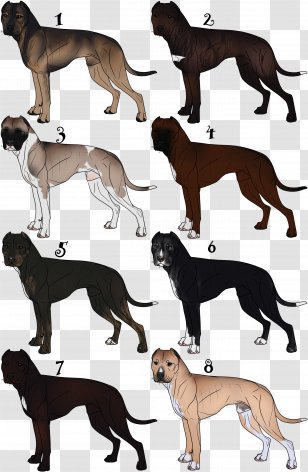 Italian Greyhound Spanish Whippet Sloughi - Crossbreed - American Bull Transparent PNG