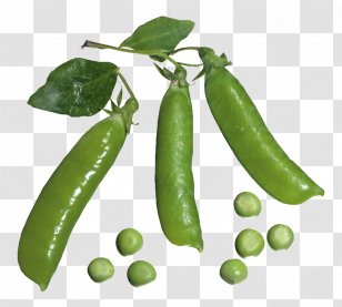 Pea Vegetable Clip Art - Common Bean - Pod And Peas Transparent PNG