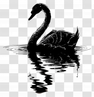 Swan Silhouette - Black Swan Silhouette With Water Ripples Transparent PNG